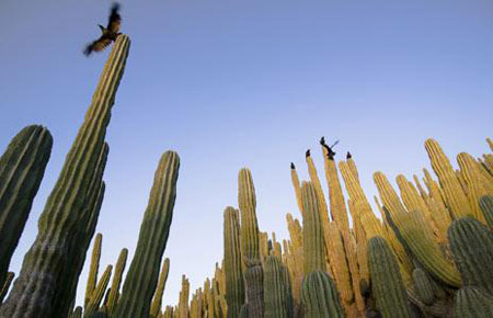 墨西哥的美丽,看一次就让人终身难忘_旅游游记