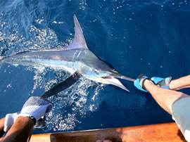 黑枪鱼_黑枪鱼怎么煮_黑枪鱼做法_热点_图片久久