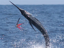 还有白枪鱼,纹枪鱼