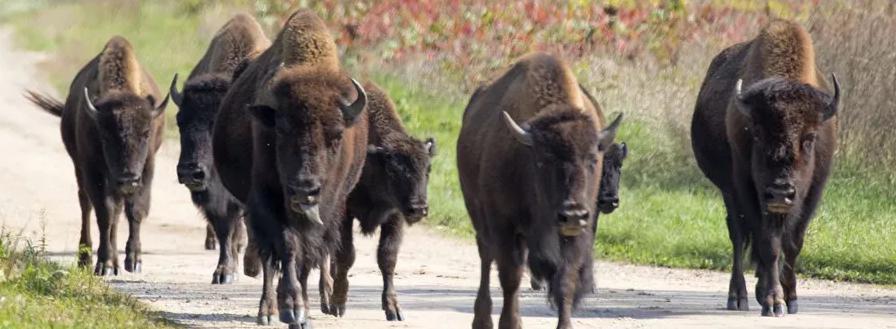 herd at minneopa state park   明尼苏达地区是曾经的草原区,野牛一
